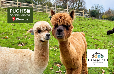 Summer Holidays, Alpaca Meet and Greets! (Wenvoe)